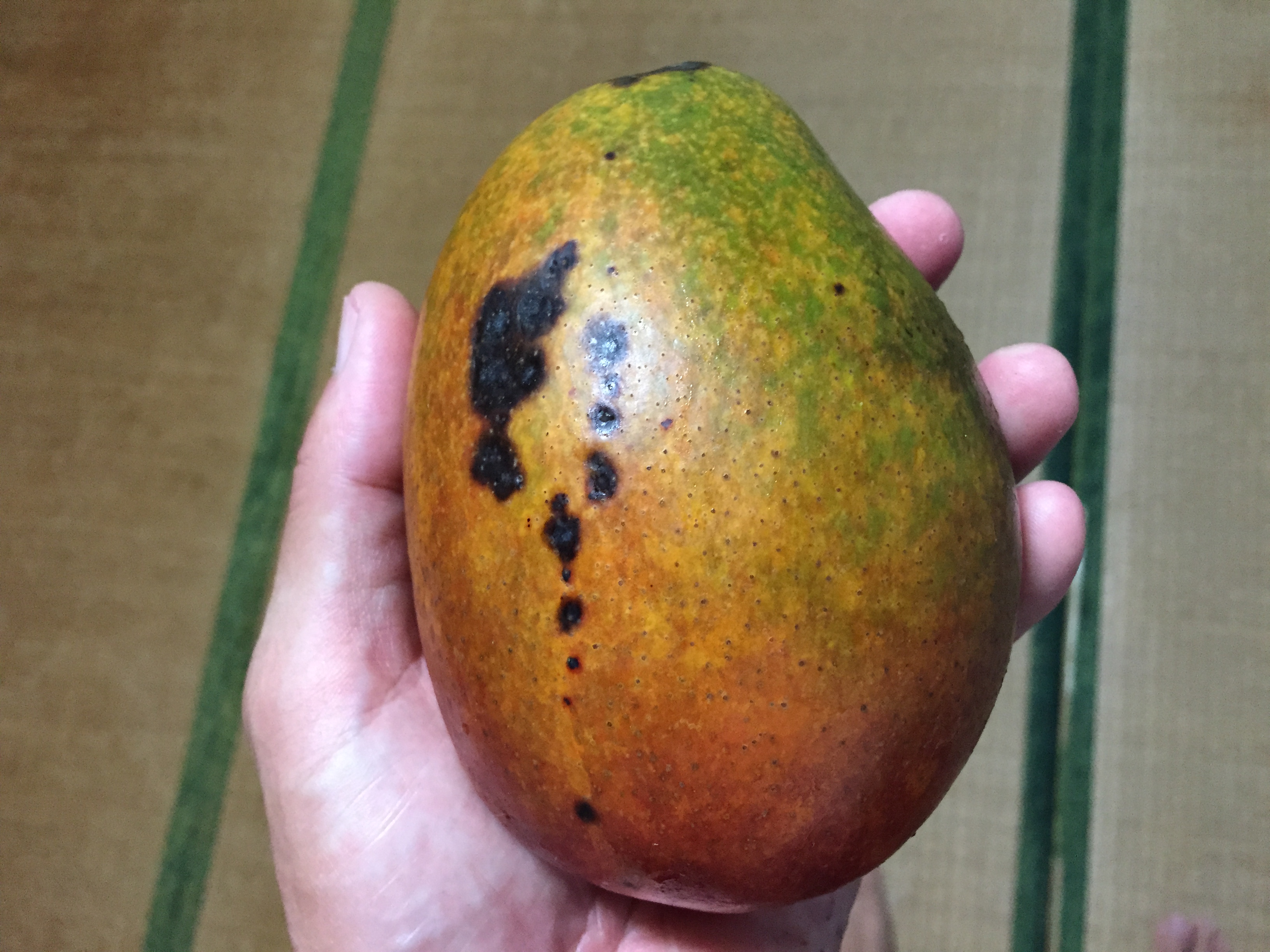 Cycling Across Japan’s Subtropical Paradise