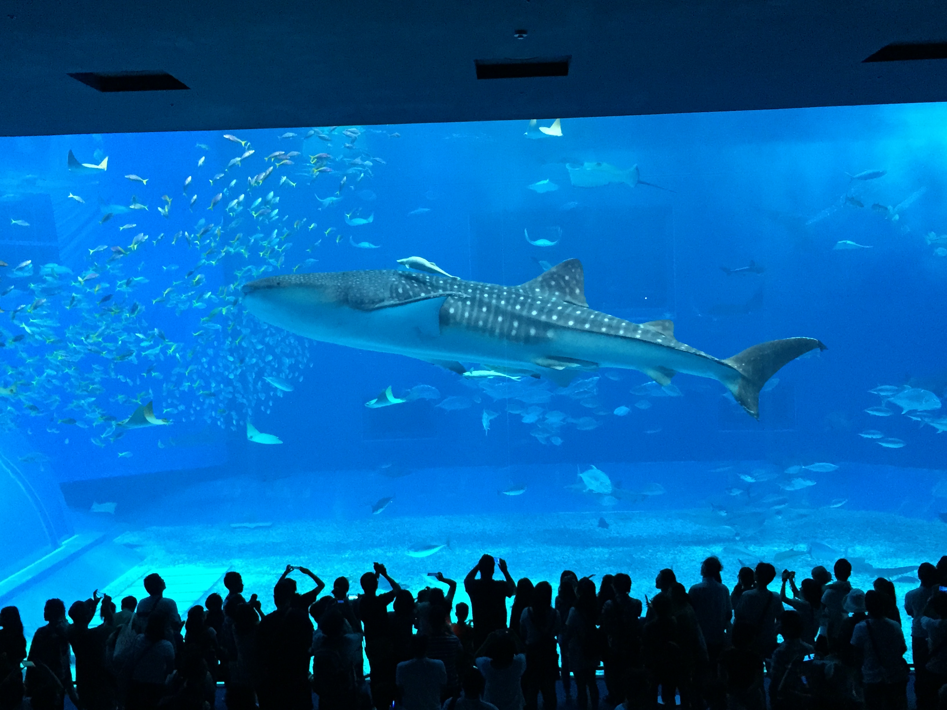 Cycling Across Japan’s Subtropical Paradise